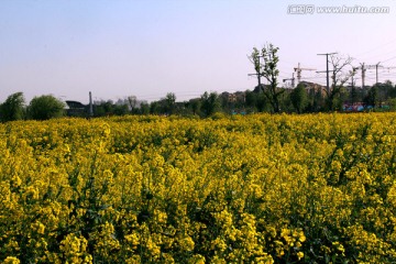 油菜花