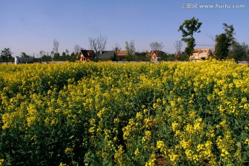 油菜花