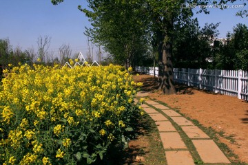 油菜花