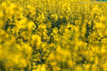 油菜花