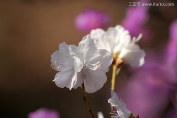 大兴安岭山花杜鹃之美