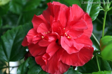红红的花朵浓艳美丽 木菊花