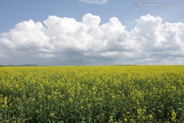 天然圣地 世外桃源 油菜花