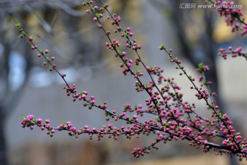 梅花