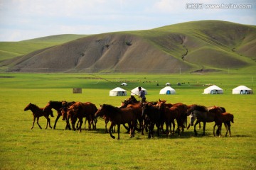 草原马群蒙古包