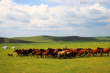 草原牧场马群蒙古包