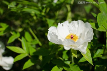 牡丹花 洛阳花