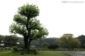 大树