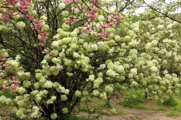 绣球花