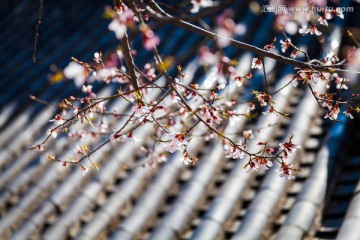 樱花特写