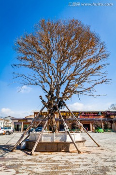 独克宗 龟山广场 古树