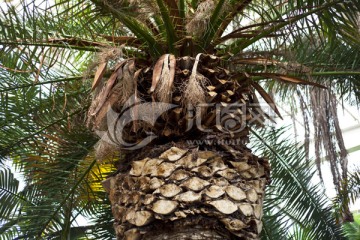 热带植物 棕榈科