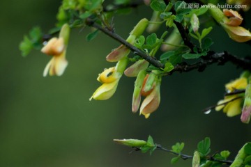 金雀花