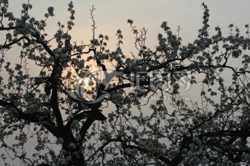 梨花满树