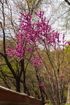 院墙外的紫薇花