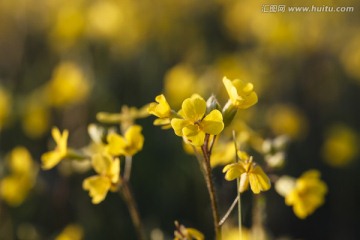 野花