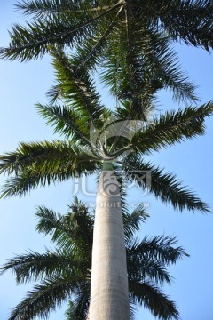 深圳椰树