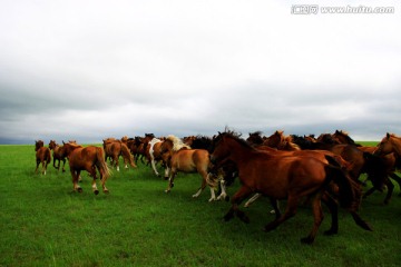夏季草原上奔跑的马群
