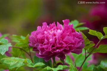 牡丹花