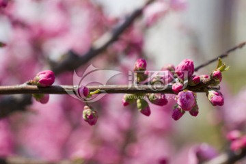 榆叶梅花开