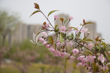 海棠花 梨花 开放