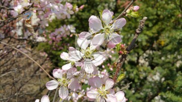 春天盛开的桃花枝条