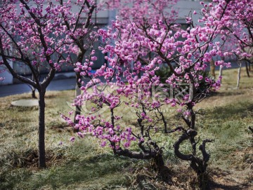 梅花 春天 植物园