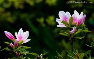 杜鹃花