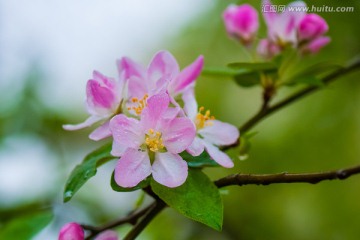 海棠花