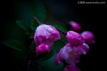 海棠花