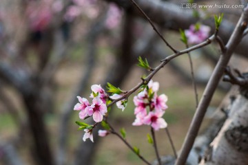 桃花