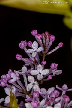 丁香花