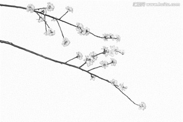 桃花素描