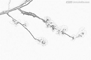 桃花素描