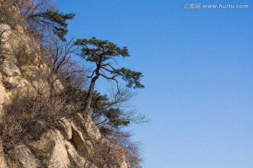 山崖上的松树