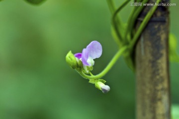 四季豆花