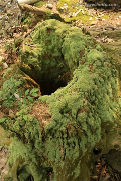 绿苔树蔸洞