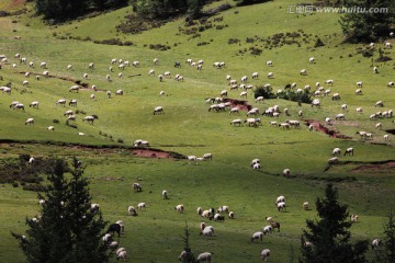 牧羊 草原 西藏