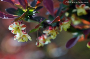 微距花卉