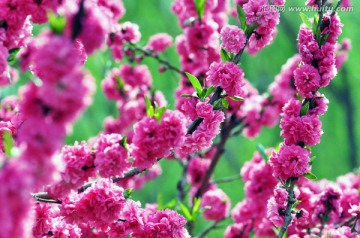 山桃花