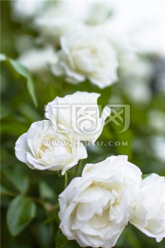 漂亮的白色玫瑰花