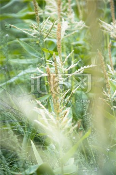 澳洲热带植物