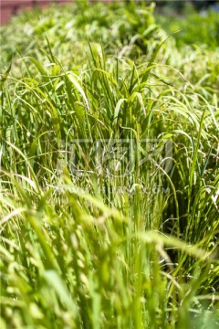 澳洲植物