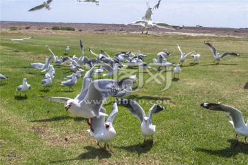 南澳蓝湖上一大群银鸥