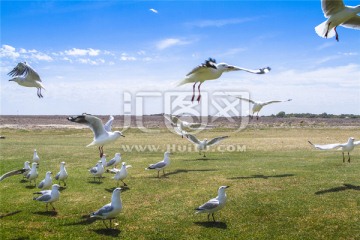 南澳蓝湖上一群翱翔的银鸥
