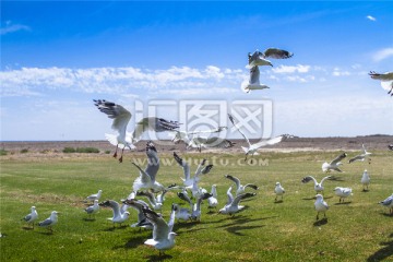 南澳蓝湖上一群自由飞翔的银鸥