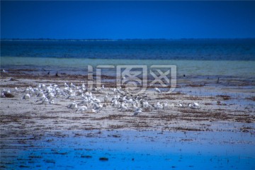 南澳蓝湖一大群银鸥美景