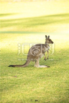 草地上一只澳洲小袋鼠