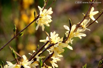 迎春花