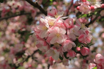 海棠花